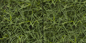 grass_tileable.jpg (1.27 MiB) 8671 mal betrachtet Tileable grass comparison